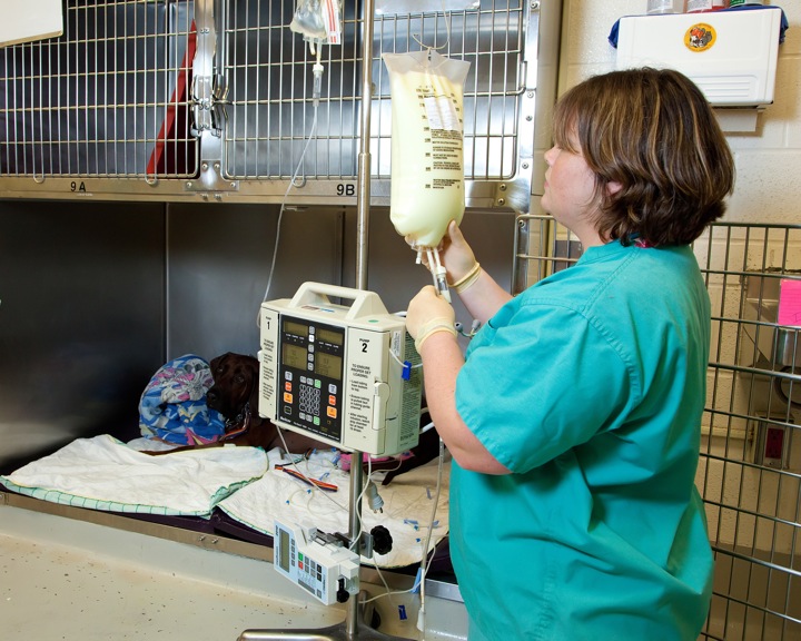 Veterinary Technician prepares fluids for a dog in the ICU