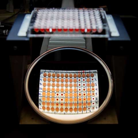 A picture of a tray of samples ready to be processed