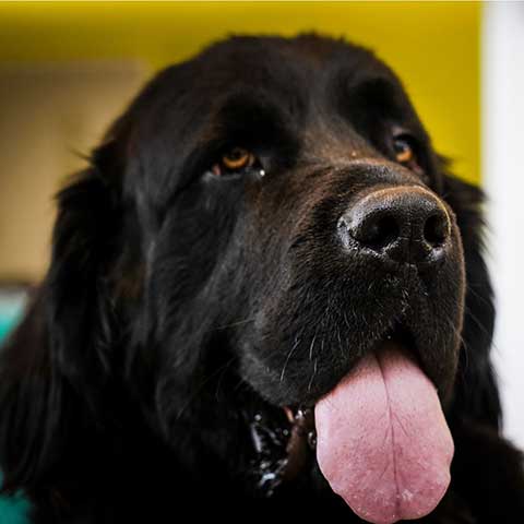 Close-up of a black Newfoundland dog