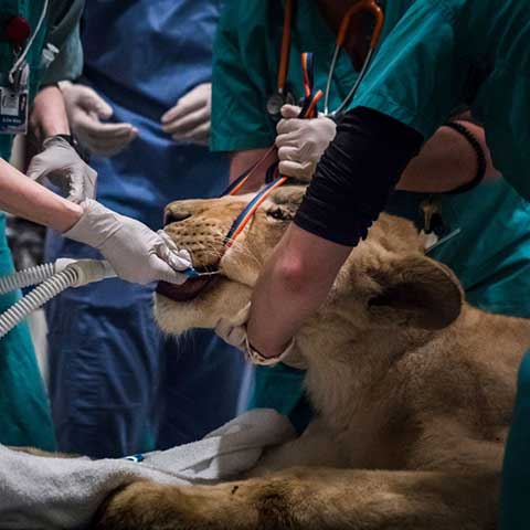 A lioness being prepped for surgery