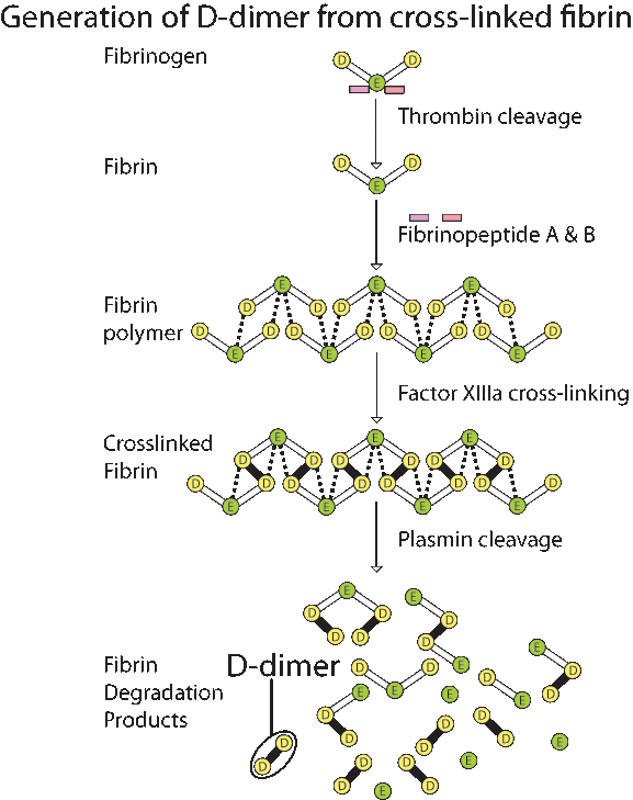D-dimer from cross-linked fibrin