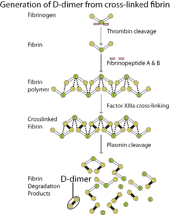 Quantitative D-Dimer Assay | Cornell University College of Medicine