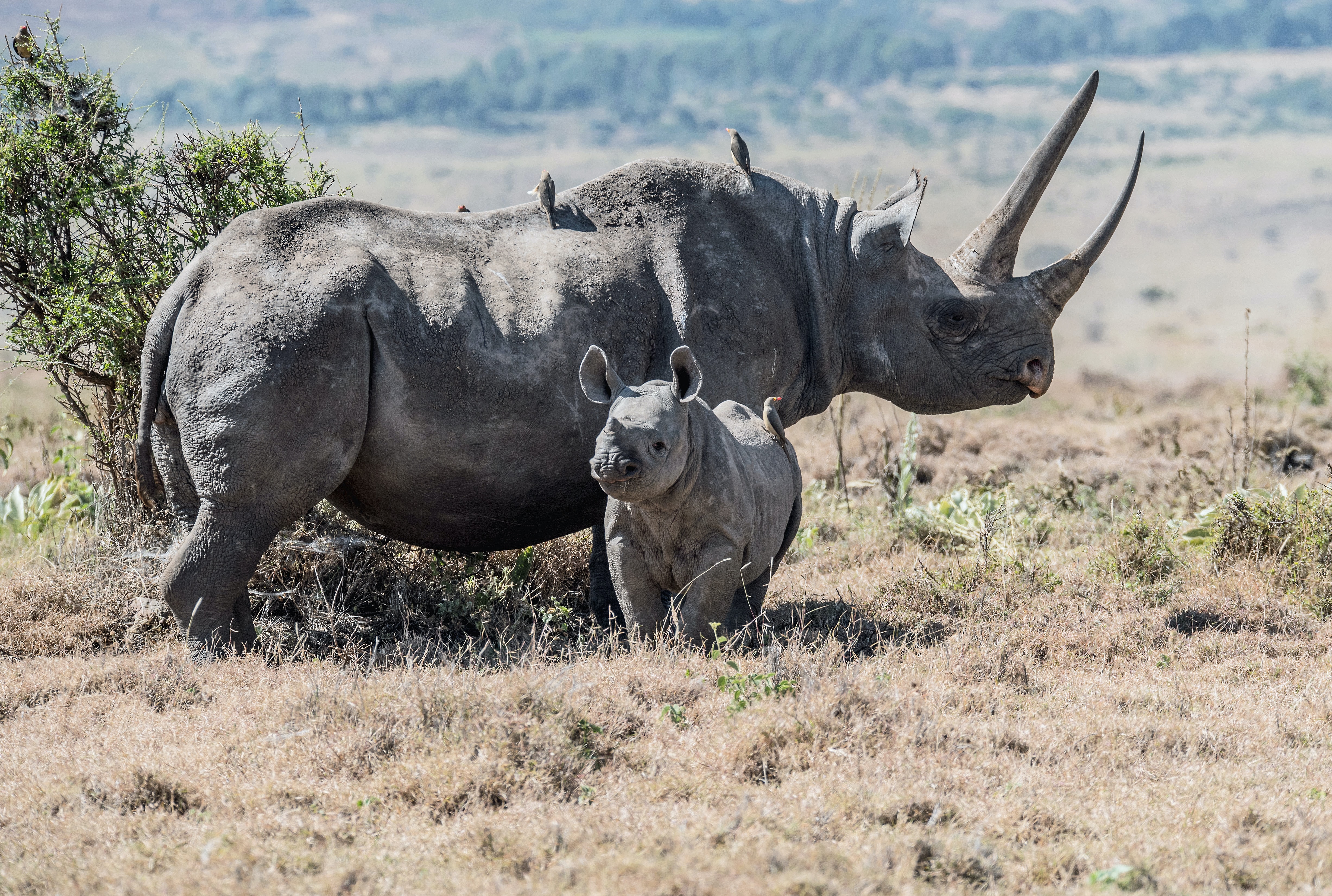 Hang tight, rhino: airlifting endangered creatures safer than expected |  Cornell University College of Veterinary Medicine