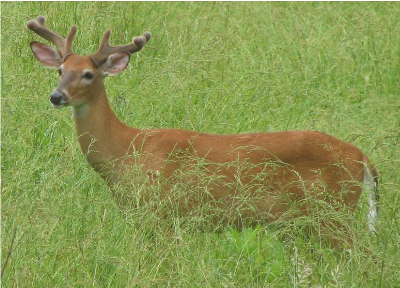 Deer in a field