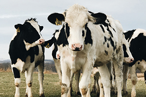 3 cows in a field 