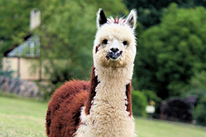 Alpaca looking into camera