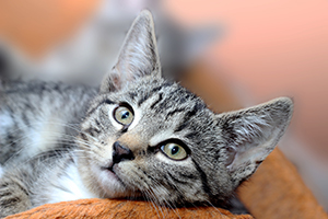 gray and white tabby relaxing 