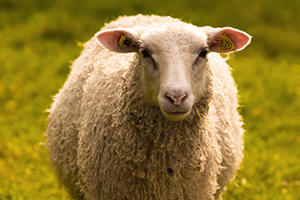 fluffy sheep looking at camera