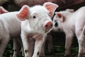 tiny piglet with floppy ears