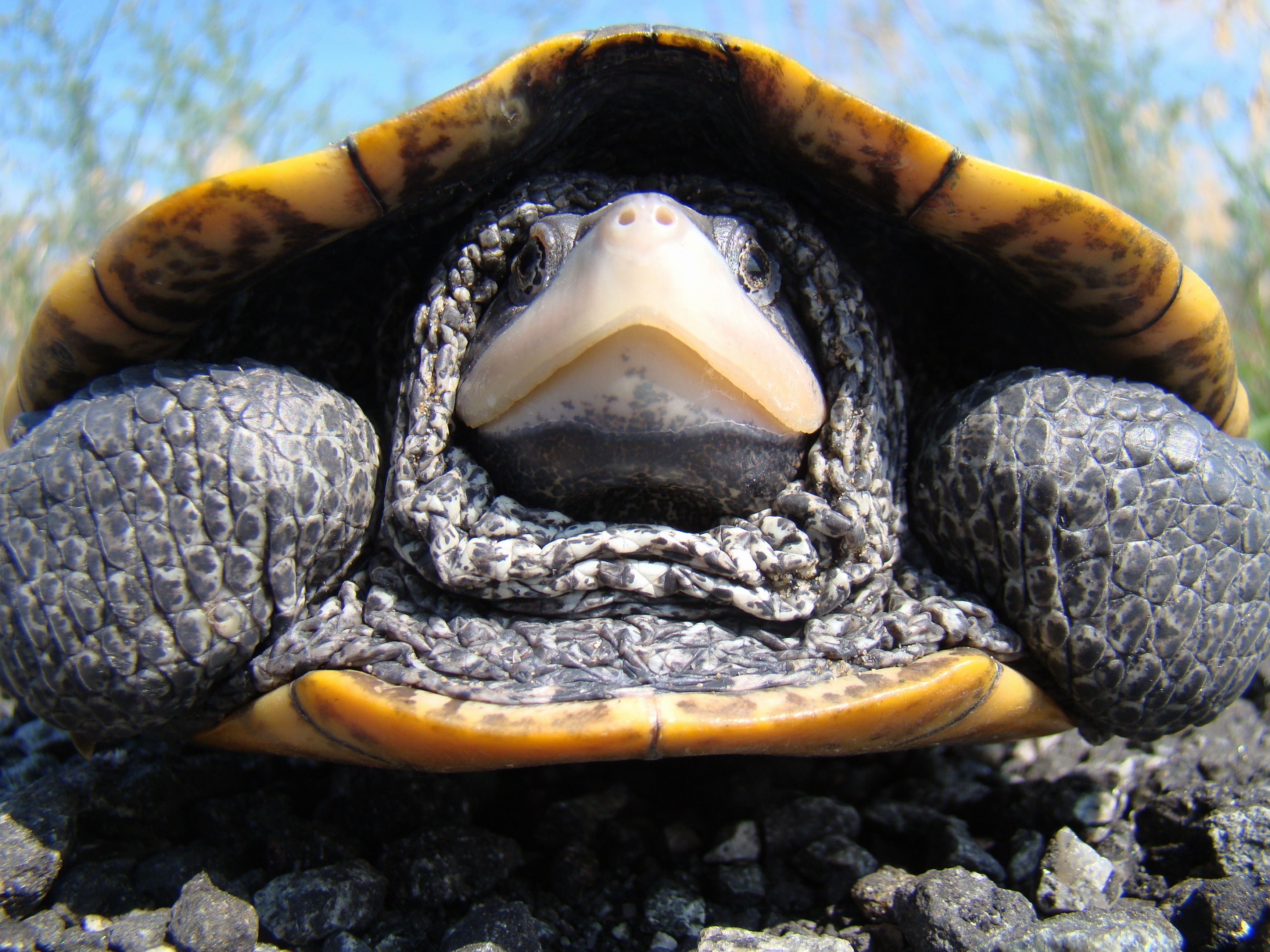 Conservation CSI: Cornell researchers solve mystery of mass turtle die ...