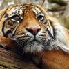 Group urges action to protect endangered carnivores from distemper