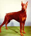 Doberman pinscher