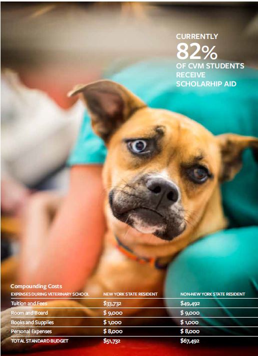 Pitbull laying with a vet with the statistic: 82% of CVM students receive scholarship aid