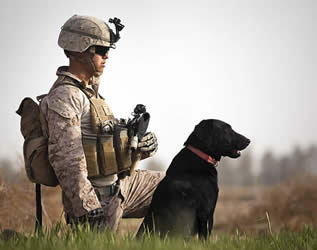 military dog