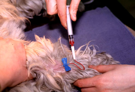 which vein is not frequently used during venipuncture on a dog