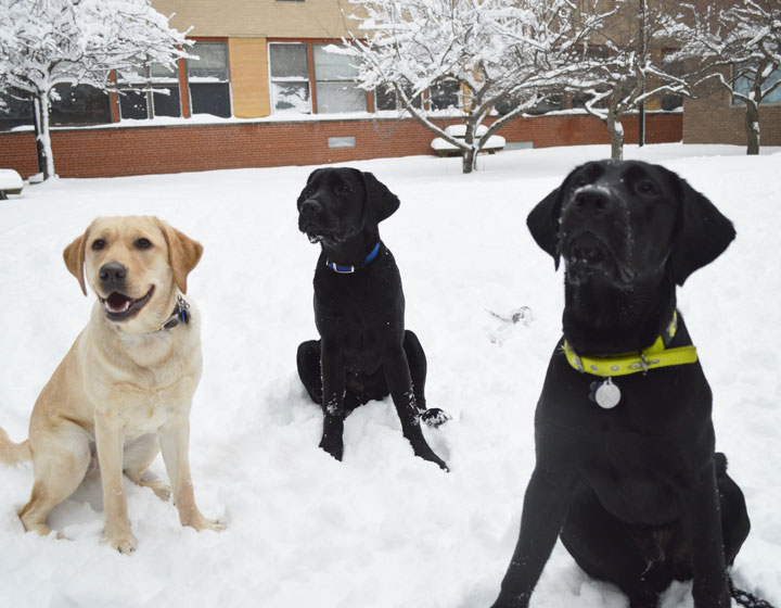 Three Labrador Retrievers play in the snow.