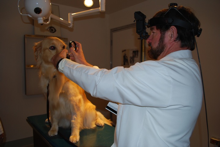 Ophthalmology | Cornell University College of Veterinary Medicine