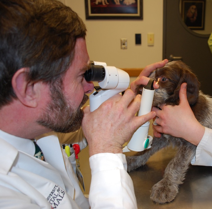 Ophthalmology | Cornell University College of Veterinary Medicine