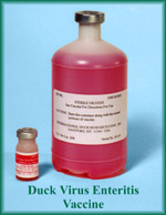 Duck Virus Enteritis Vaccine
