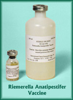 Riemerella Anatipestifer Vaccine, Avirulent Live Culture