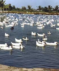 Ducks on pond