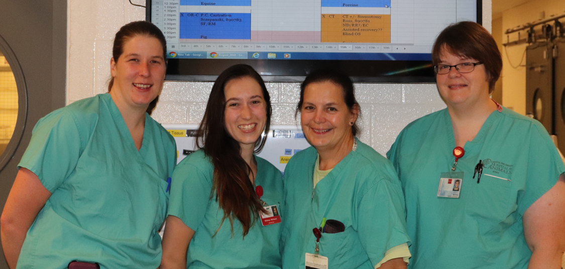 Spotlight on the Large Animal Surgery Team | Cornell University College of Veterinary Medicine Spotlight on the Large Animal Surgery Team | Cornell University College of Veterinary Medicine