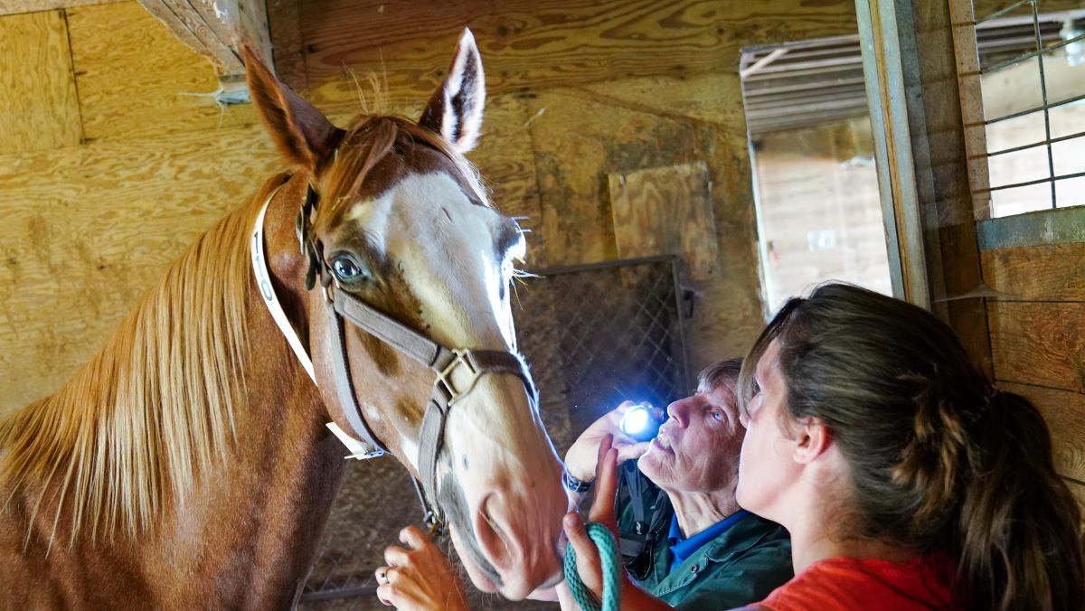veterinarian inspecting a horse's eye