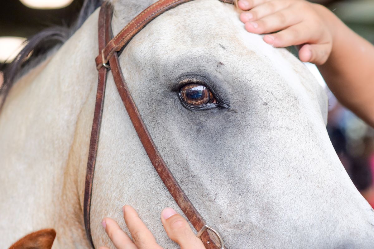 close-up shot of a horse's face