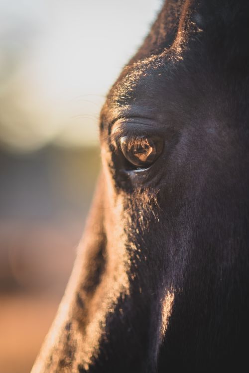 close-up of a horse's eye