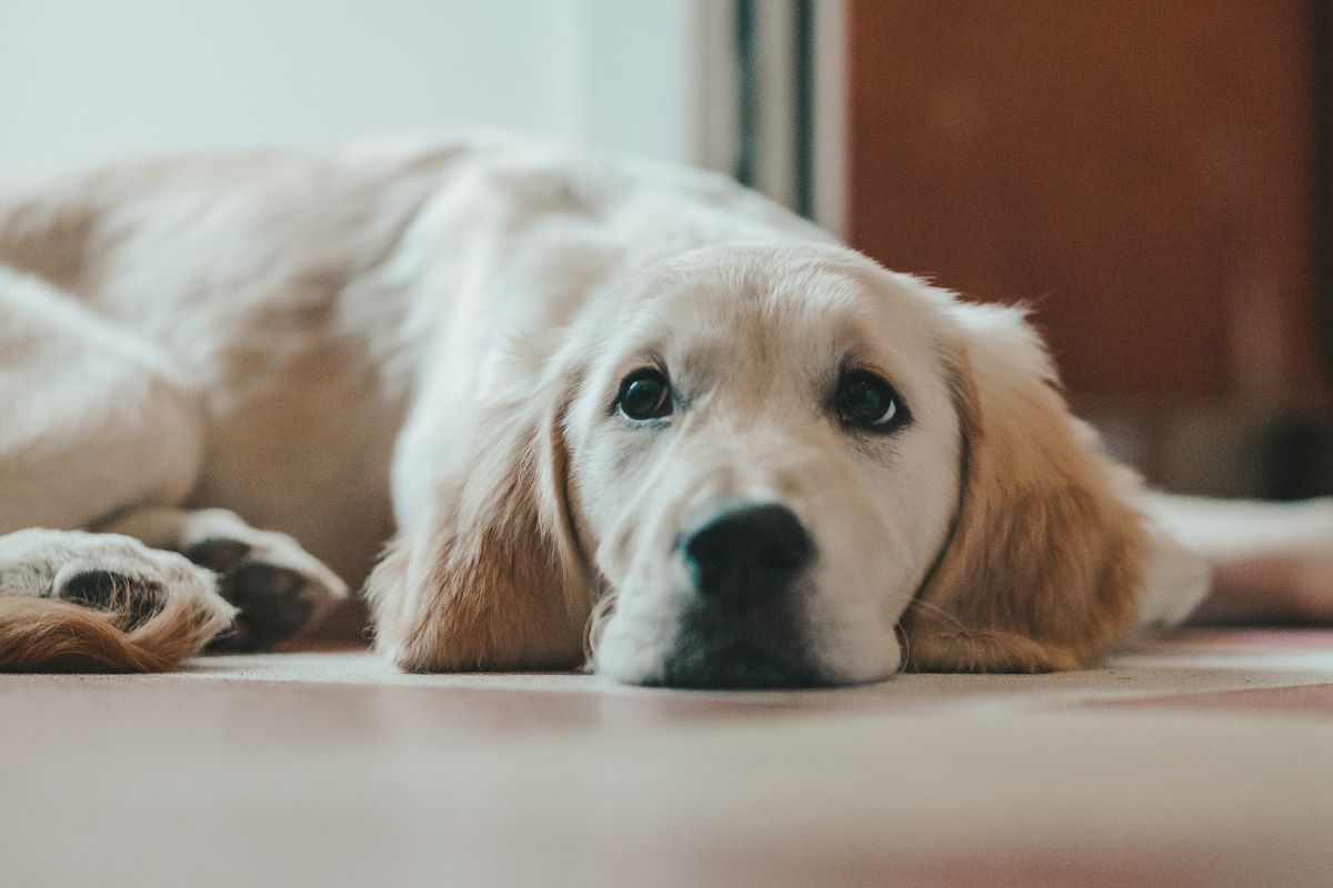 a dog lying on the floor