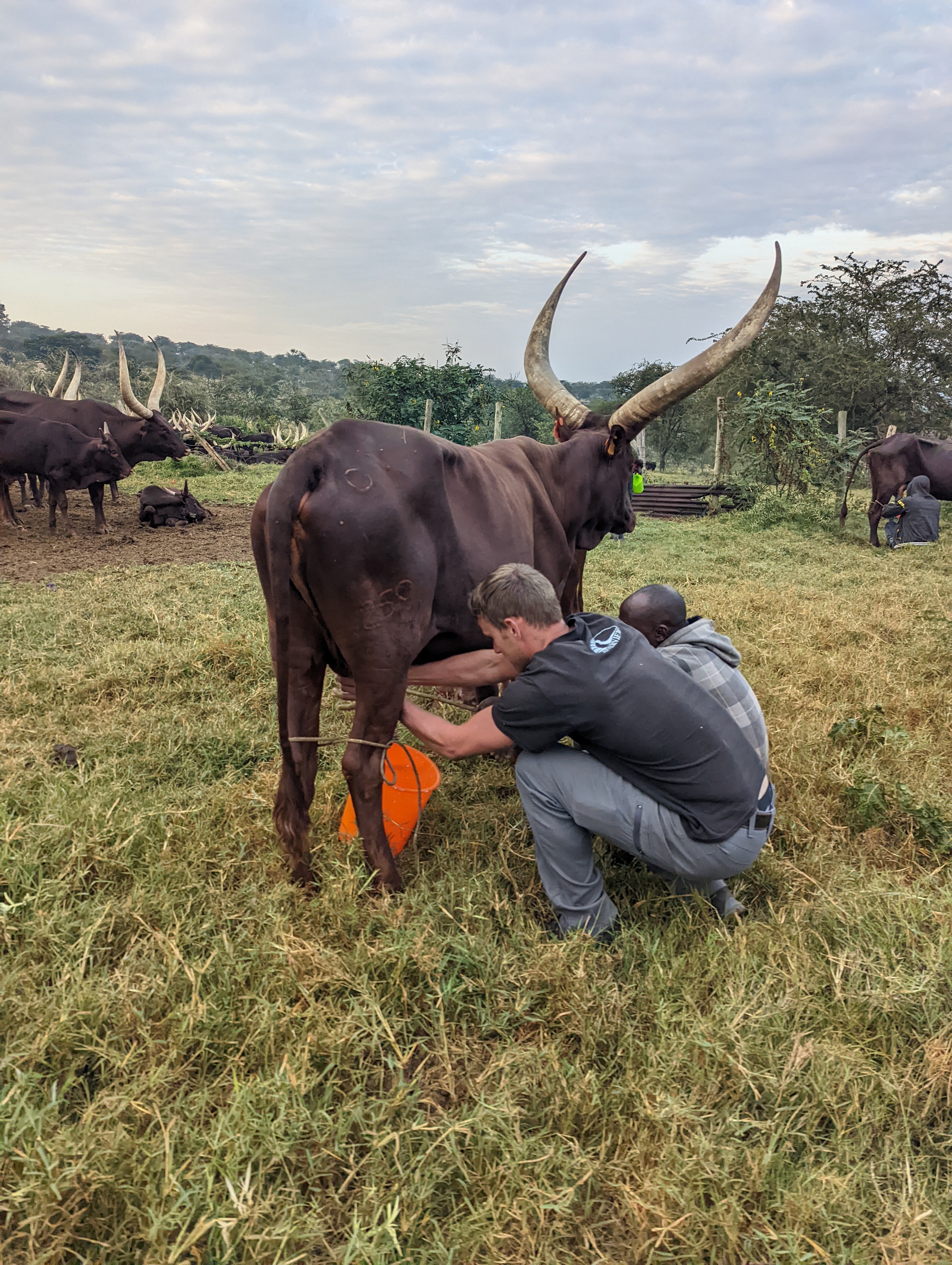 Seth Shirky, D.V.M. ‘24, worked with production animal veterinarians and supported tick-borne disease research at Makerere University in Uganda