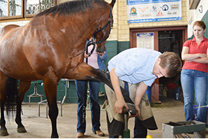 A farrier works on triming a horses hoof in the farrier shop. 