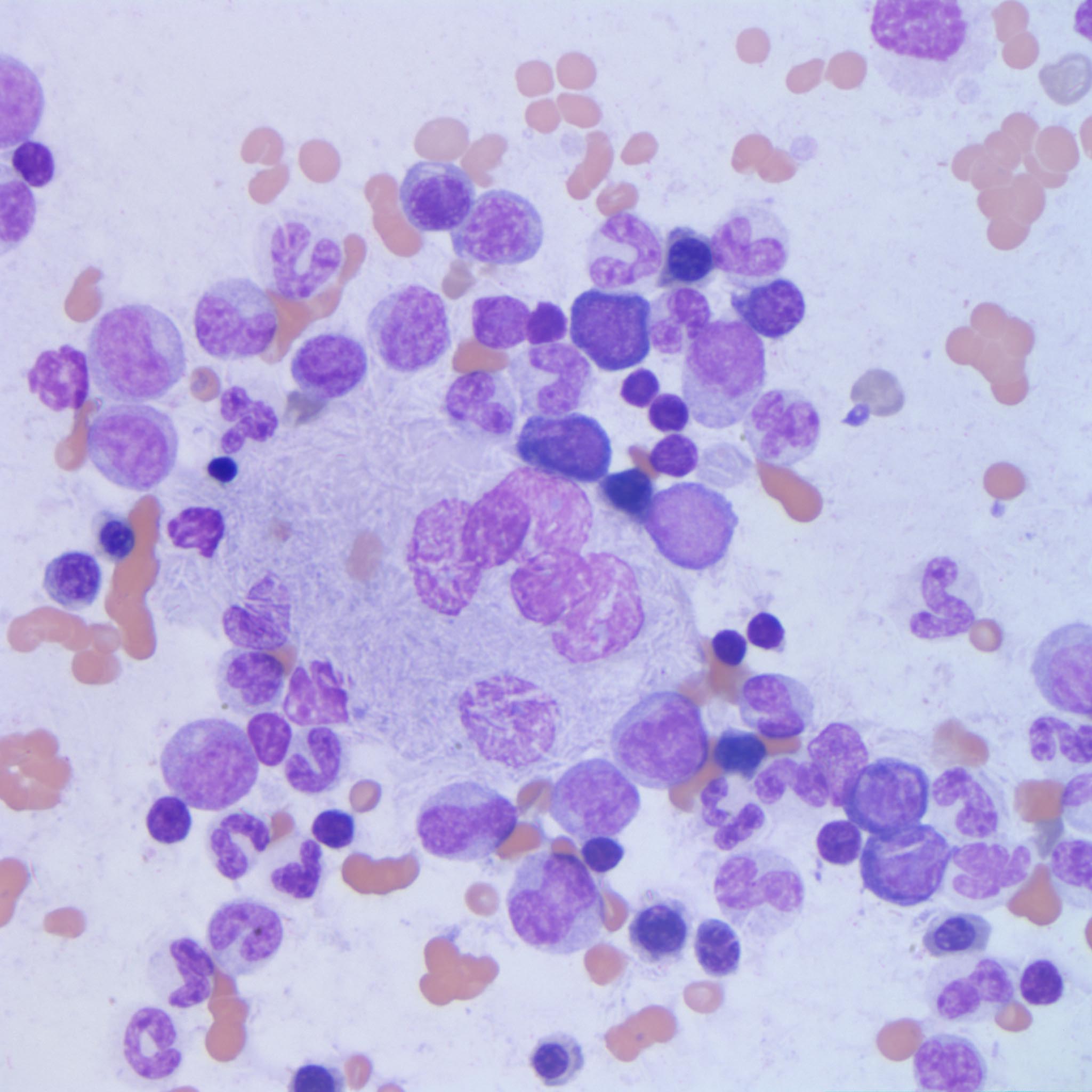 Feline myco bacteria