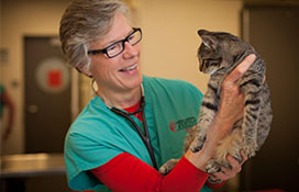 Cat being admired by vet