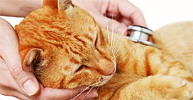 Orange tabby examined by vet