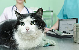 Cat on exam table