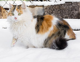 Fluffy cat in snow
