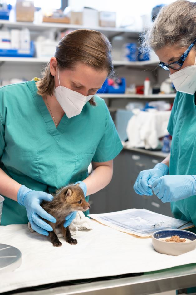 fox kit with veterinarian and LVT
