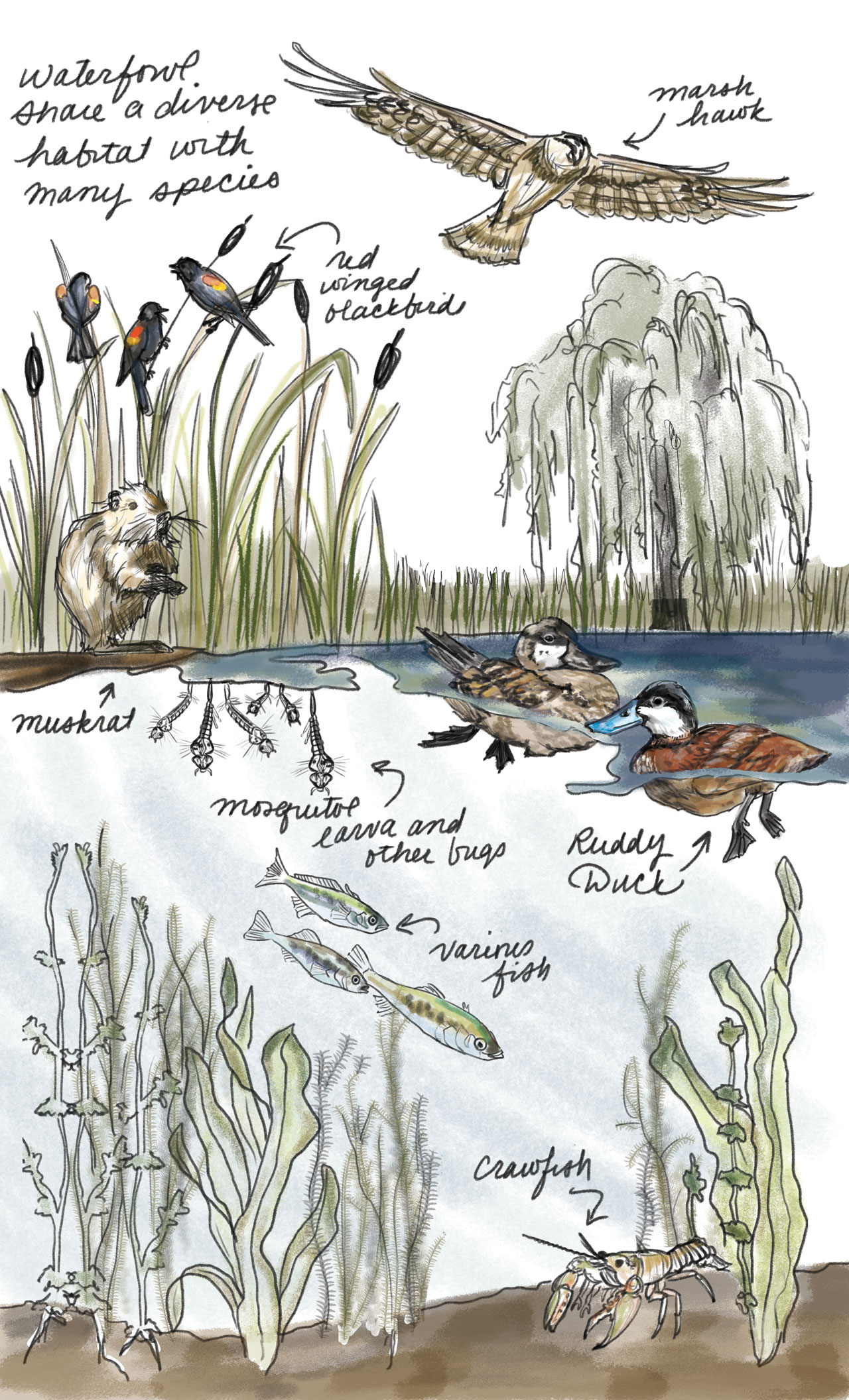 Wildlife book frontispiece illustration