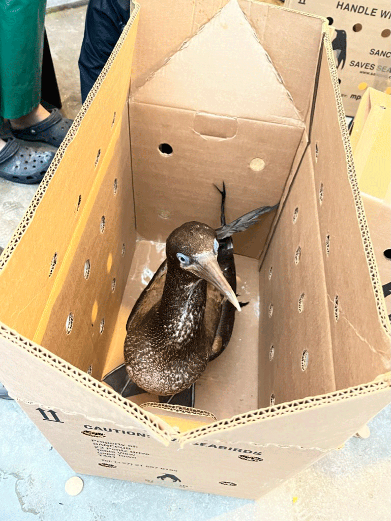 Gannet in box