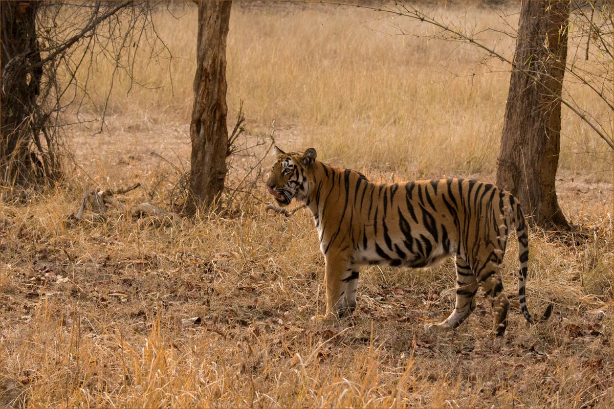 Tiger standing near trees