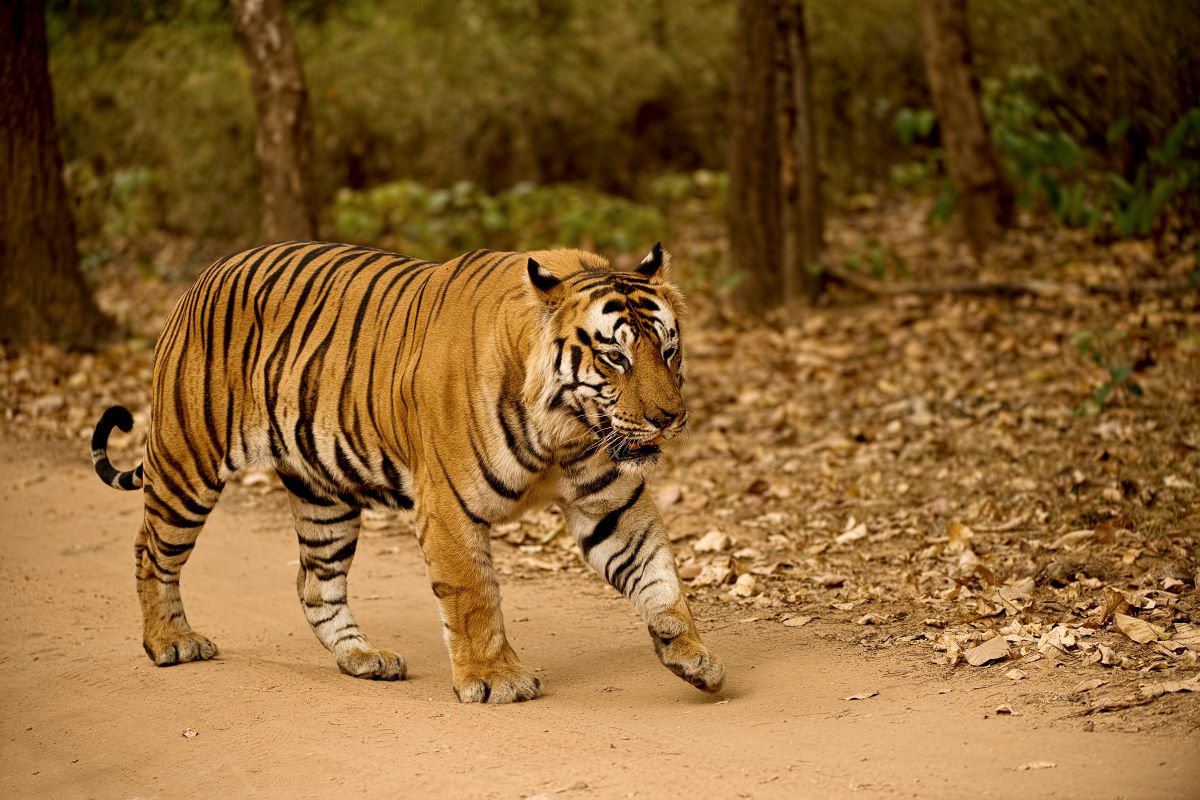 Tiger walking on road
