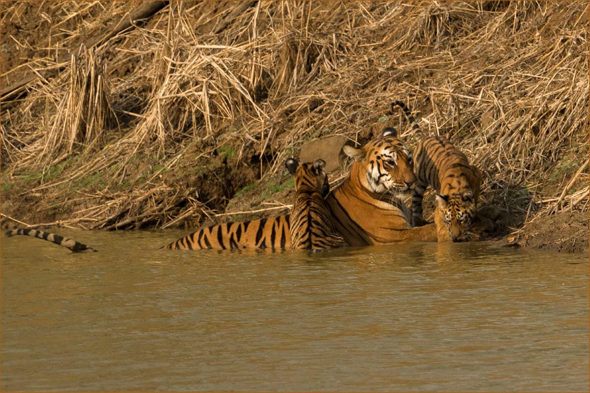 Mother tiger with 2 cubs in river