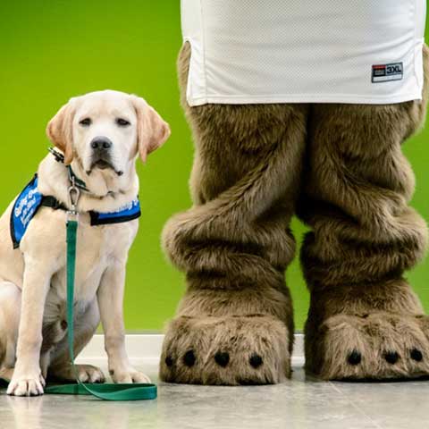 Image of Guiding Eyes dog with Touchdown the bear