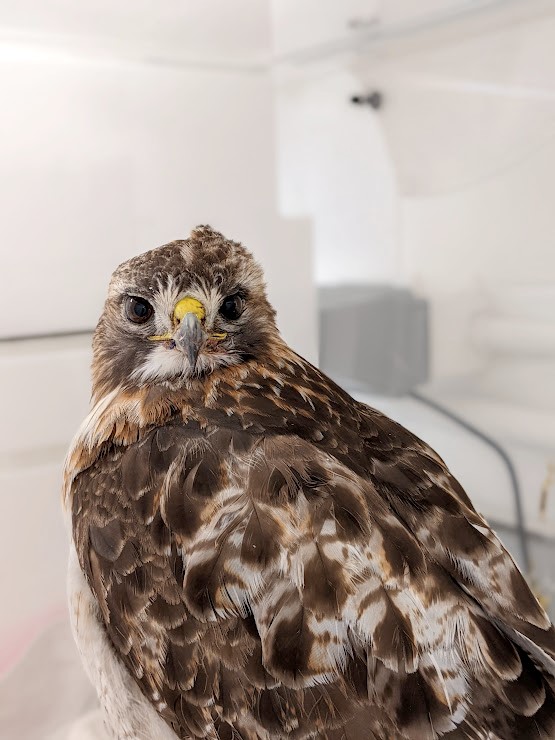 red-tailed hawk