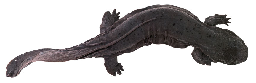 Hellbender salamander