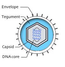 herpesvirus