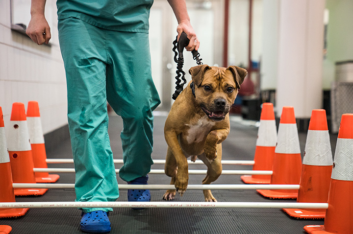 A dog is walked over elevated poles. 