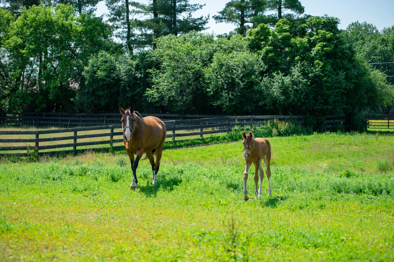 horse farm and foal