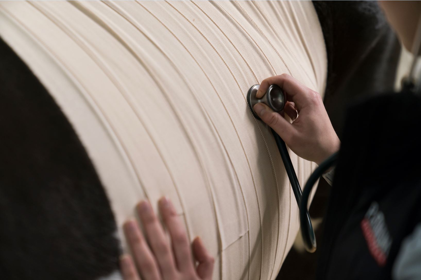 close up of a bandaged horse abdomen being examined with a stethoscope